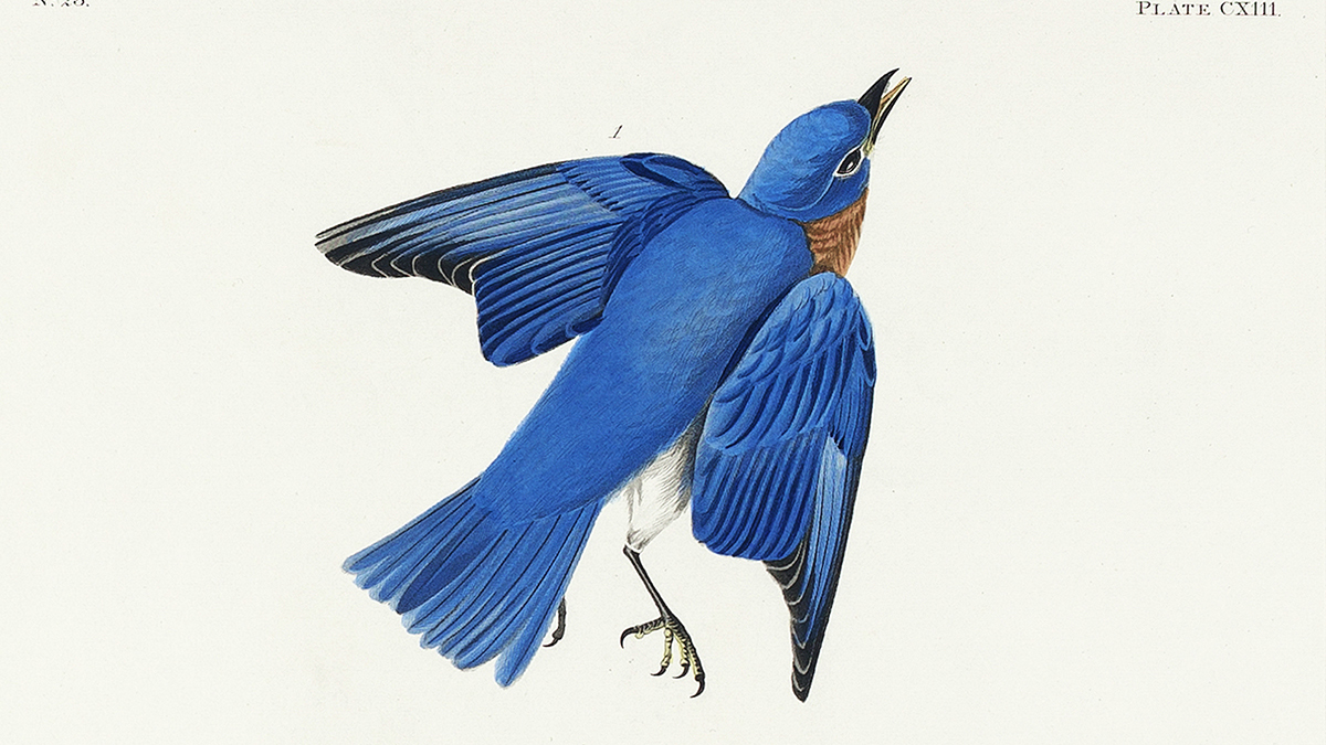 1sharpe Audubon Print Copy
