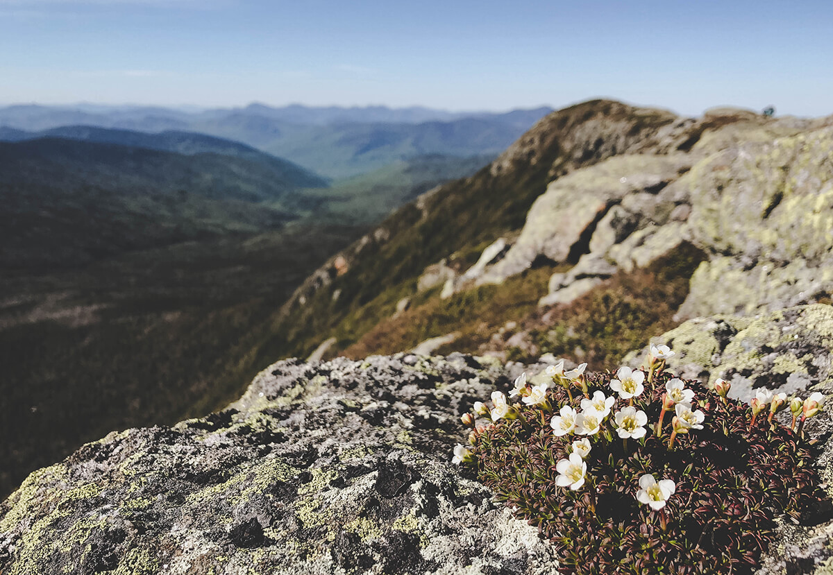 Alpine Garden Photo By Emily Davenport