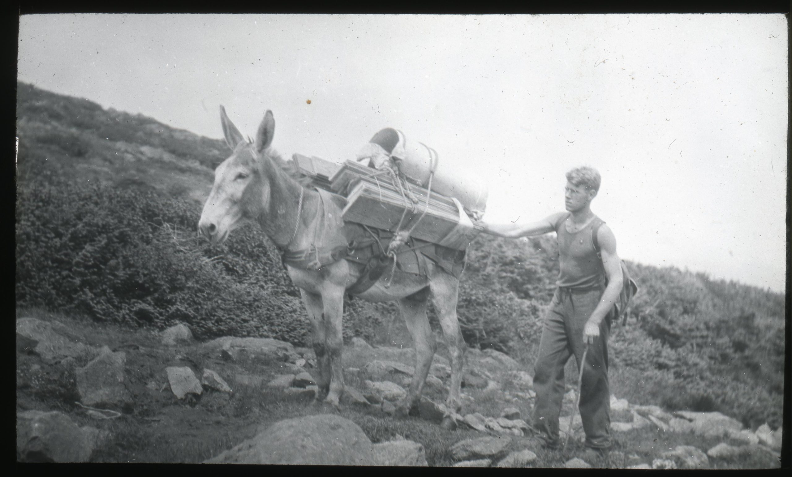 Historic image of donkeys carrying packs in the White Mountains