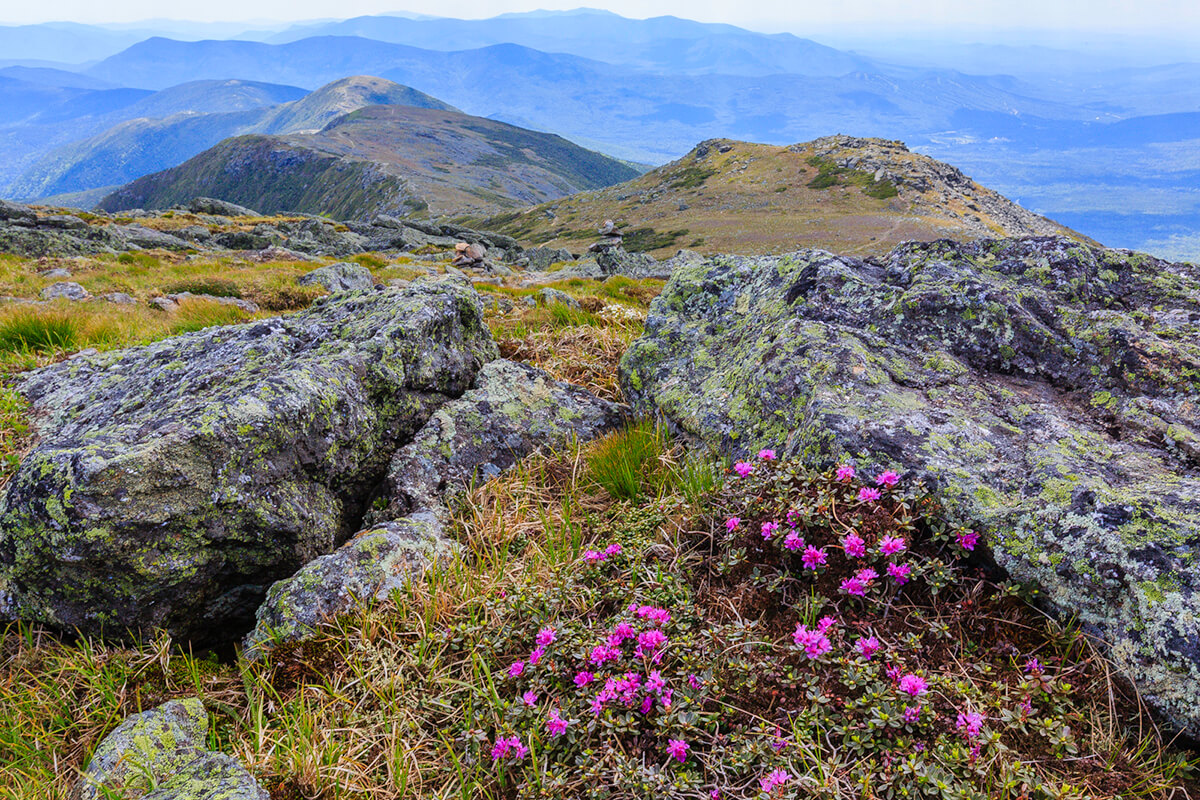 Lapland Rosebay At Mt. Monroe Summit Photo By Raj Das