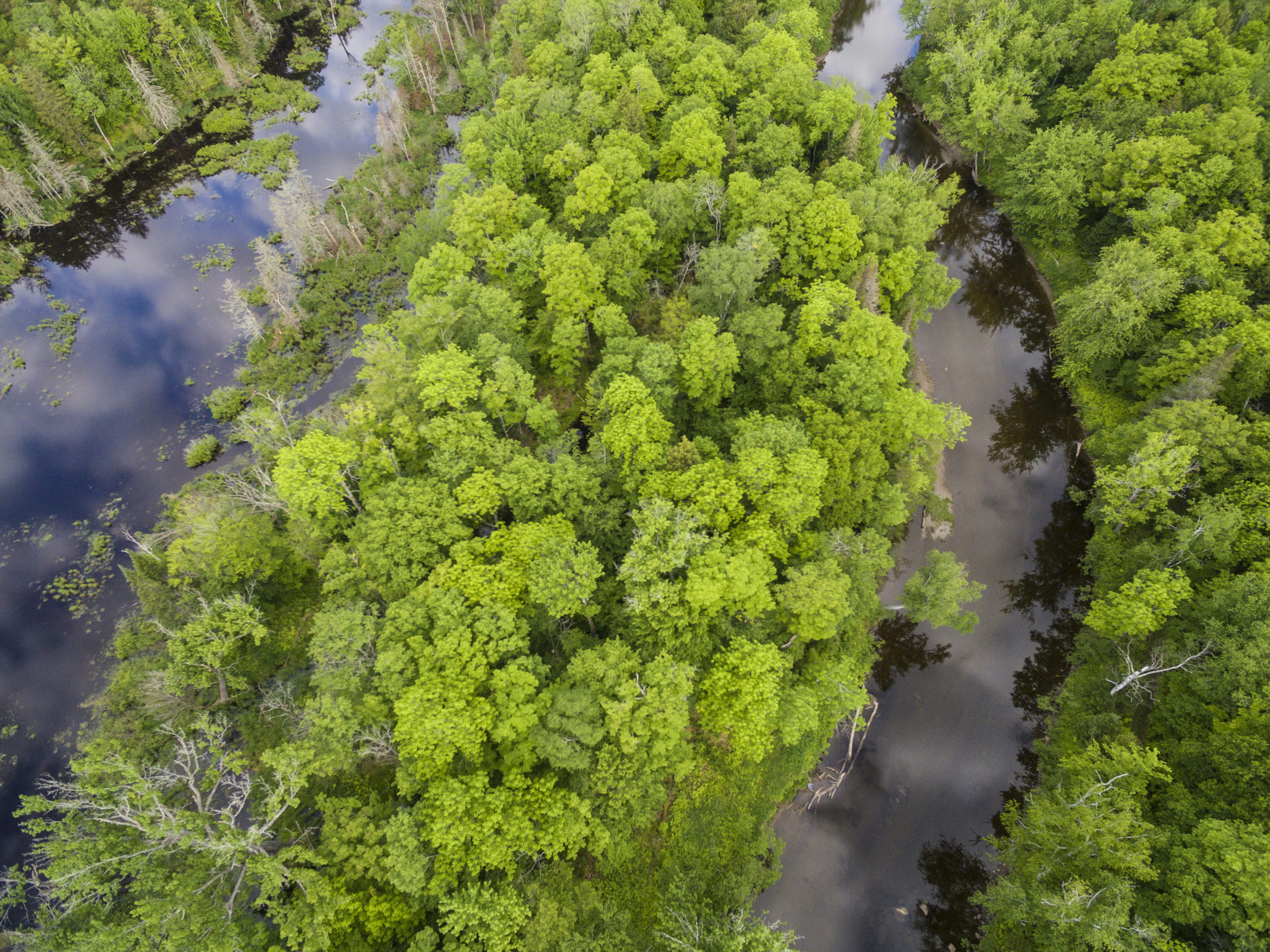 Jun. 15, 2017. Pleasant River, Northeast Piscataquis, Maine-- Photo by Jerry Monkman.