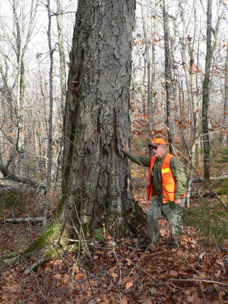 Publicover Ted Shina Legacy Tree 768x1024