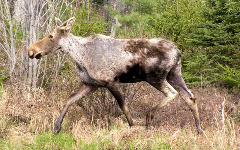 Ghost Moose Photo