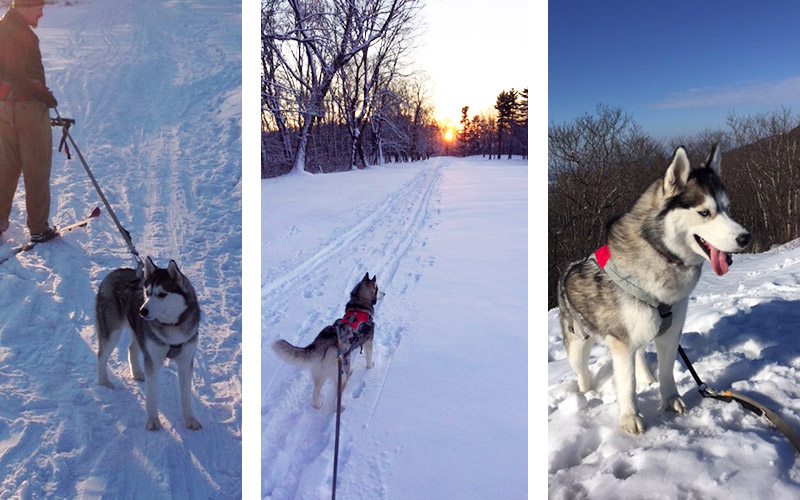 skijoring in Northampton