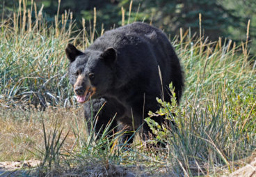 Whitehead Black Bear Adult